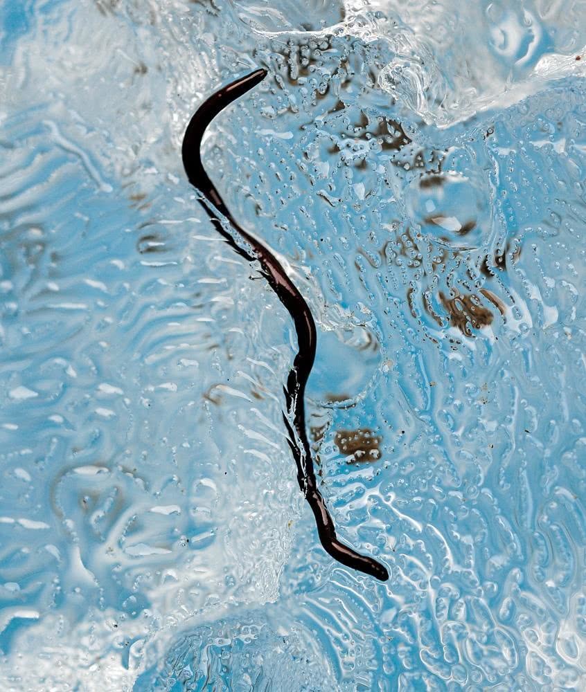 科学家通过怀特河冰川进行系统抽样,计算出冰虫的平均密度为每平方米