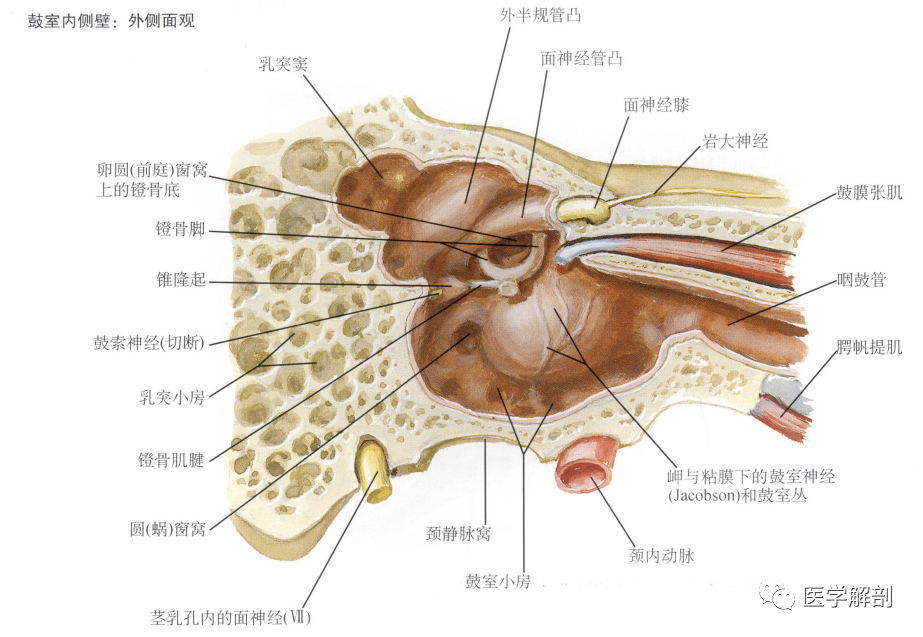 人体解剖学:前庭蜗器|中耳