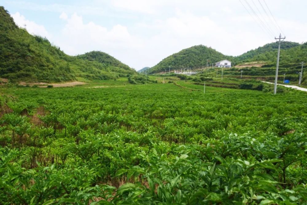 近日,在大方县绿塘乡各村(社区)的魔芋种植基地里,一株株魔芋叶肥茎壮