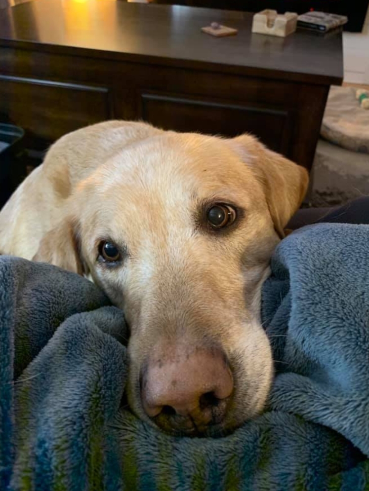 事实上很多主人都不知道木糖醇对狗狗来说是剧毒然而它的使用范围又