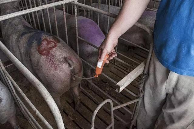 母猪产后胎衣不下怎么办母猪胎衣不下治疗方法快收藏起来吧