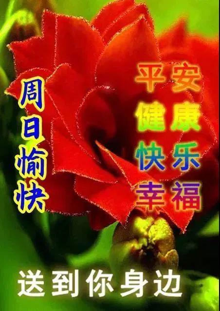 週日清晨早上好問候祝福動態表情圖片 夏季很漂亮的祝福表情圖片帶字