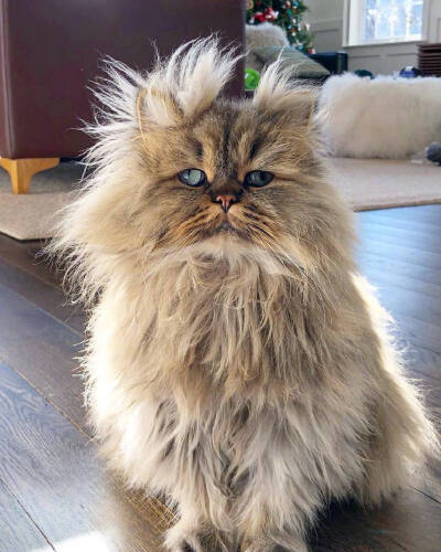 猫咪情绪多变经常炸毛铲屎官千万不要忽视