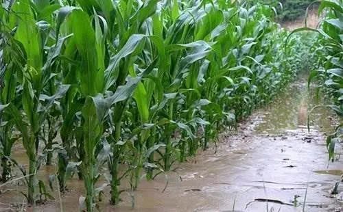 暴雨,大暴雨,特大暴雨!河南各地雨不停!降雨之後玉米受災咋補救?看這