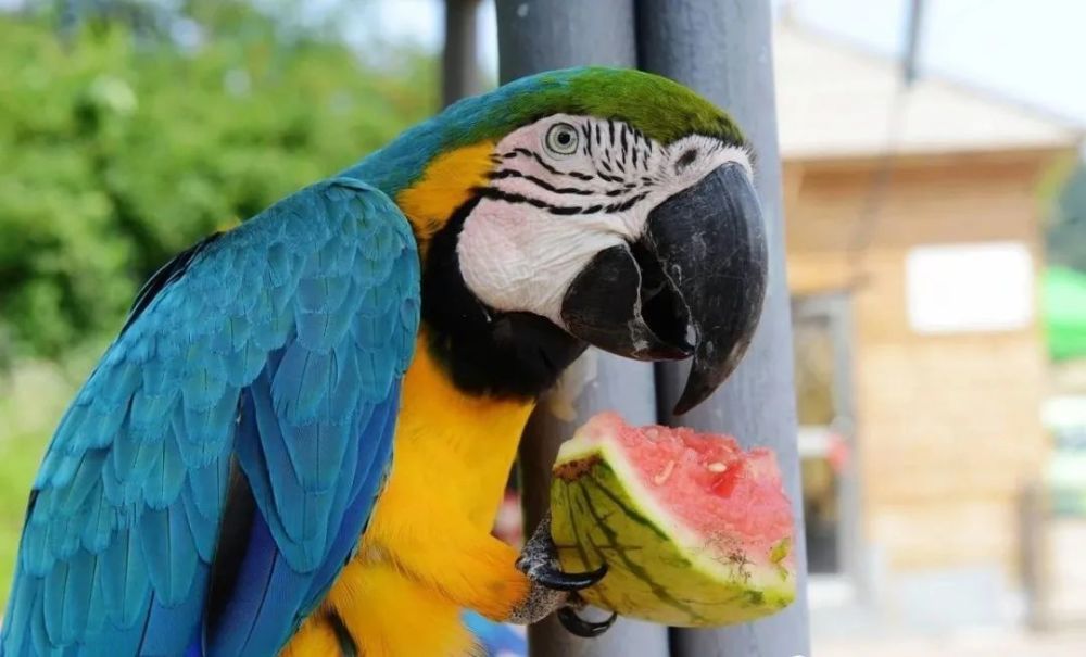 养殖户教你养鹦鹉学会这四点小知识你家鹦鹉体质好不生病