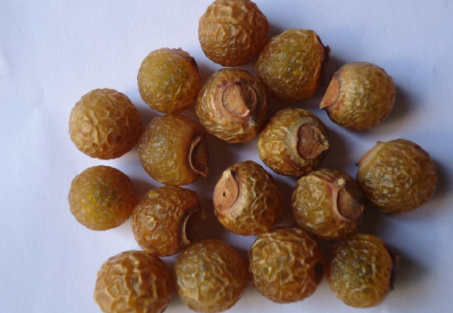 长得像桂圆,俗称"假龙眼",果实有毒很多人捡来卖钱,如今少见了