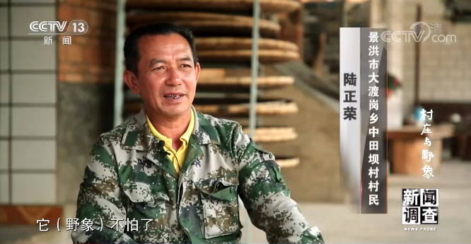 张建说,中田坝的村民们已经掌握了野象的活动规律