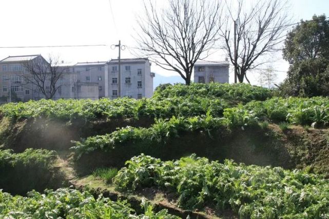 "走进四方村"2020年的春季,走进了浙江省缙云县东方镇四方村,看到田地