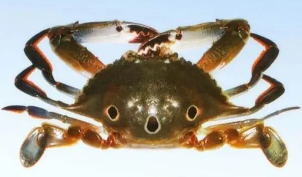 好好的螃蟹为什么不横着走来了解一下螃蟹界的美味成员