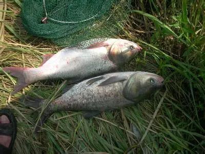 鲢鯒鱼其实是两种鱼普及鲢鱼和鳙鱼知识钓友们别再混淆了