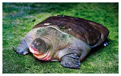 大熊猫|国宝|苏州动物园|癞头鼋|斯氏鳖