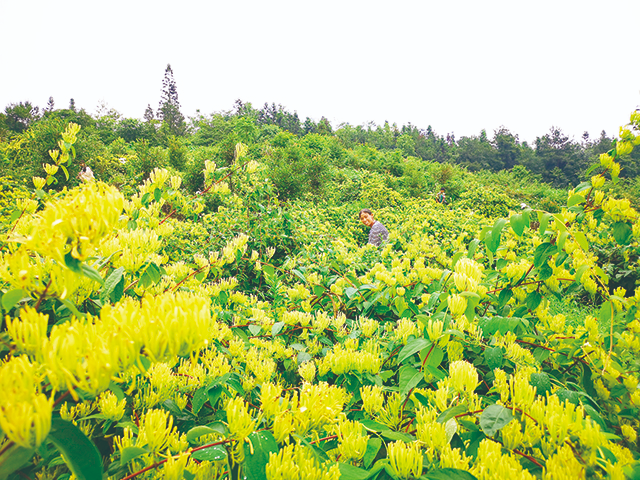 7月8日,金银花基地,凉风习习.一簇簇金银花蕾随风摇曳,清香沁人心脾.