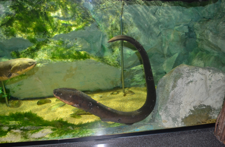 狗狗一口咬住电鳗,下一秒千万憋住别笑,镜头拍下全过程