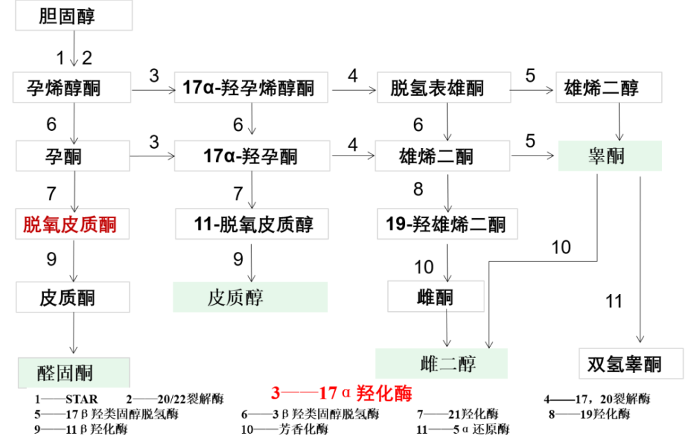 通过肾上腺皮质激素合成通路中,醛固酮升高,皮质醇,雌二醇和睾酮降低