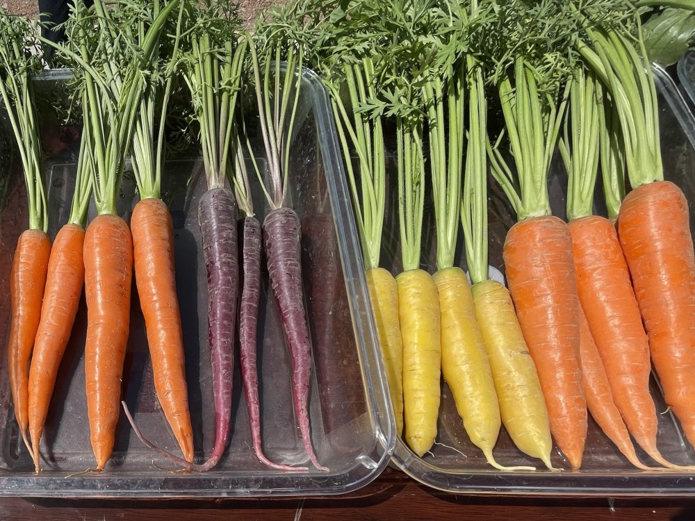 2021生态环保行彩色胡萝卜你见过吗