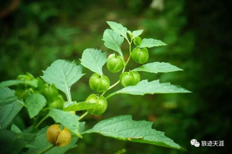 冰粉草和灯笼草图片