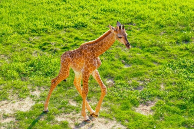 万元征集鹿名 "莞产"长颈鹿宝宝正式亮相|长颈鹿|隐贤山庄|非洲_社会|