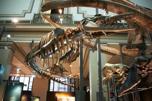 史密森尼自然博物馆的龙王鲸 