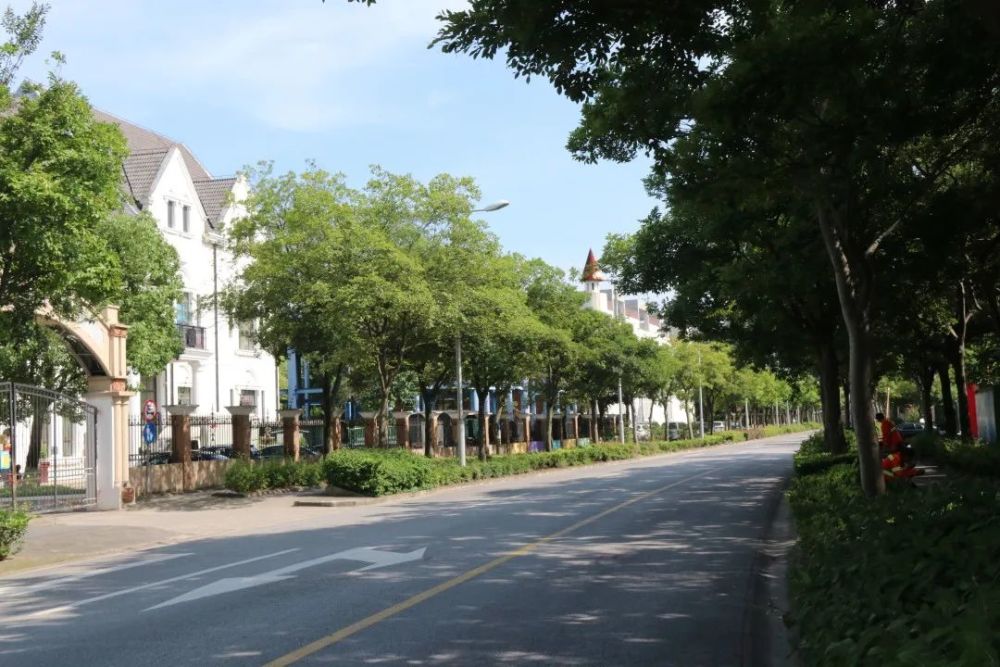 江湾城路(殷行路-清波路)市级林荫道种植有清新的香樟和浪漫的日本