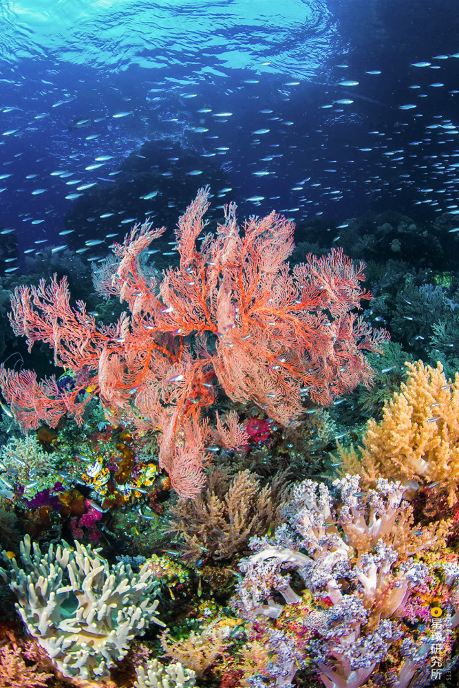 造礁珊瑚对生长环境的要求较为严苛3.4%-3.
