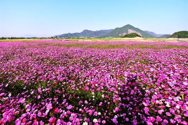 心理测试你最喜欢哪片花海测你7月份会交什么好运