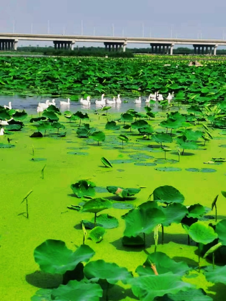 焦作市武陟县大虹桥乡黄河龙泽园荷花正艳!