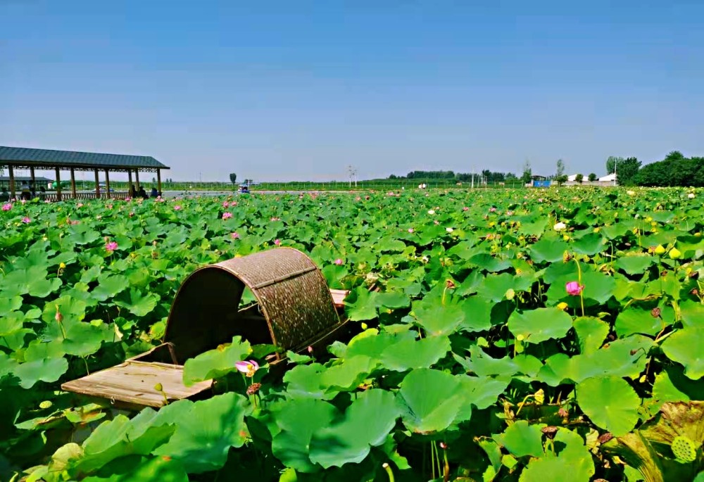 焦作市武陟县大虹桥乡黄河龙泽园荷花正艳!