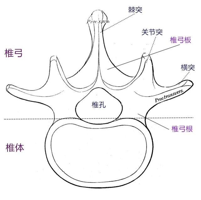 脊柱功能解剖椎骨的秘密帶你深入瞭解