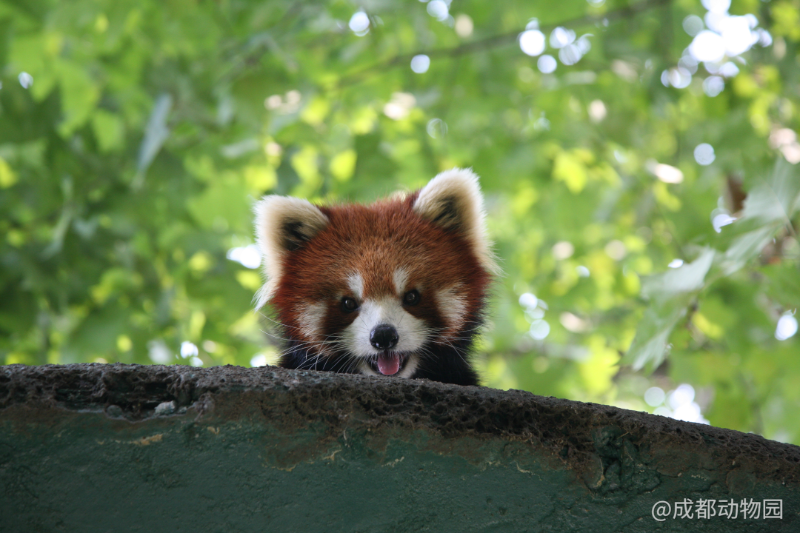 其实,它们不仅在野外有很多伴生动物,在成都动物园里也有很多的朋友.