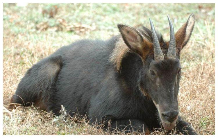 浙江老汉发现四不像本以为是山羊专家赶来却立刻封锁村子
