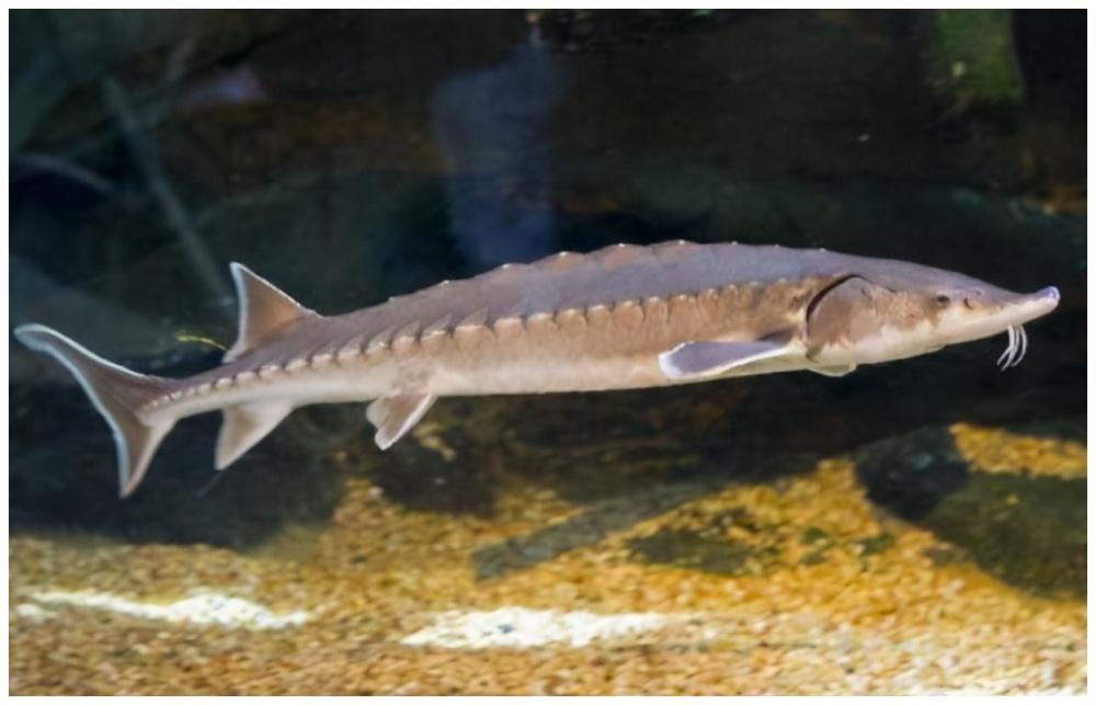 渔民网上千斤重达氏鳇国家以22万元收购这鱼为什么这么值钱