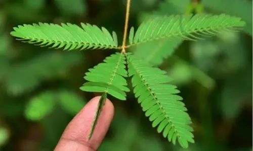 植物界的小姑娘手没碰到就笑了含羞草真会害羞