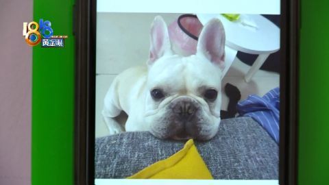 女子将法斗犬送去寄养 第二天它中暑死了 咋回事 腾讯新闻