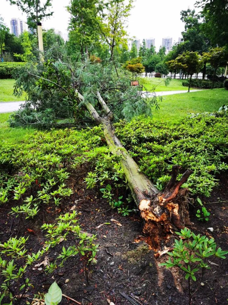 今日凌晨,狂风暴雨突袭什邡,致城区多处树木倒伏,部分区域停电