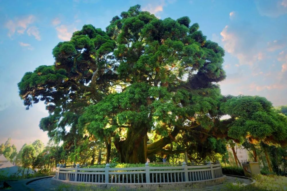 中写道"走到一棵大榕树下,就像进入一片凉爽的丛林,怪不得人称福州为