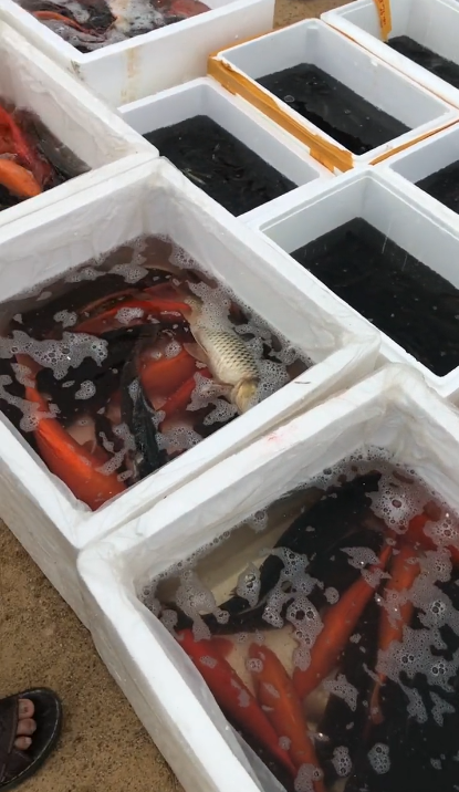 陆丰望洋桥下游放生淡水鱼,是积德还是无知?