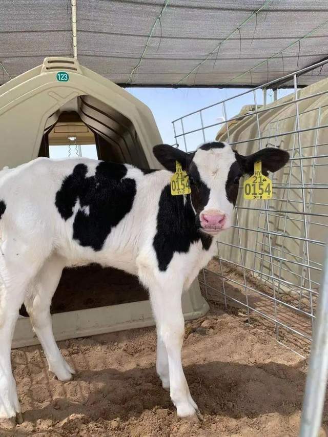 奶牛一出生就会佩戴电子耳标