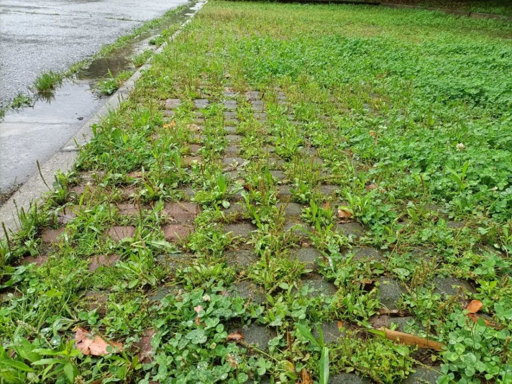 车前草|采采芣苢,薄言采之