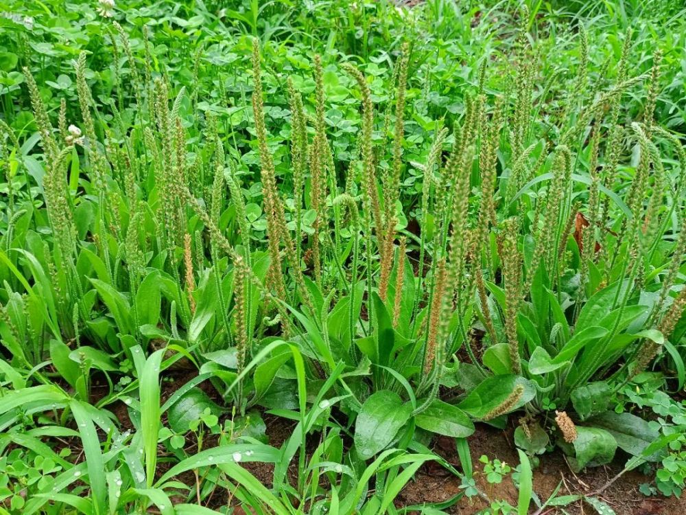 车前草|采采芣苢,薄言采之