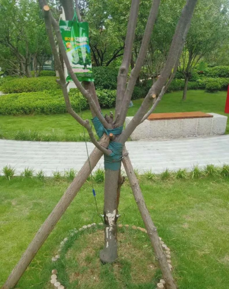 商丘这里给树打吊瓶是咋回事