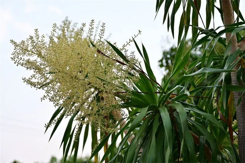 一天一点普洱2187植物寿星龙血树开花你见过吗