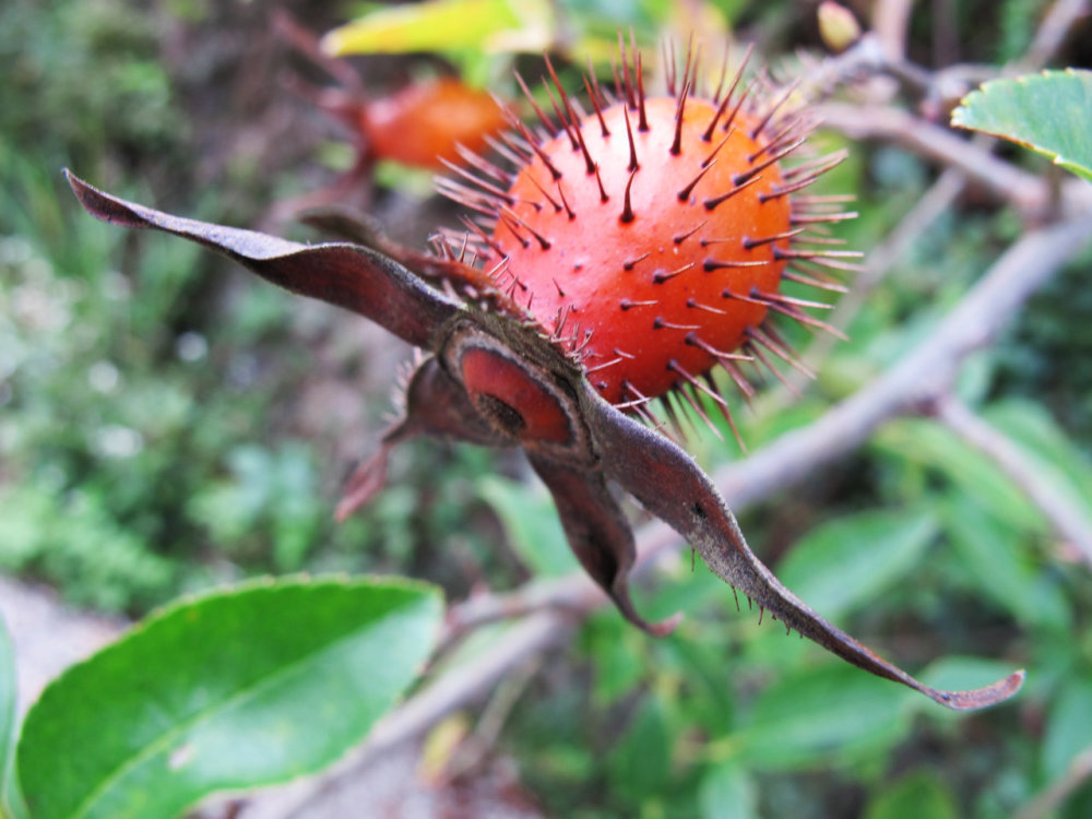 常被误认为是"刺梨",儿时采摘当糖吃,价值珍贵俗称"糖罐子"