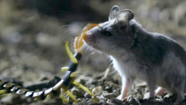 也许是生活环境比较恶劣的原因,它们从小就凶猛好斗,食蝗鼠在哺乳期间