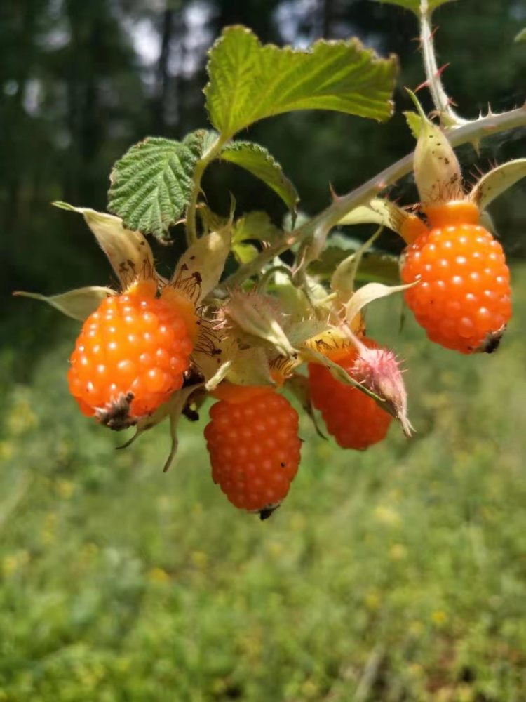 据介绍,除了刺老包和刺萼粉枝莓,王朝万还种植得有菝葜等多种药材,他