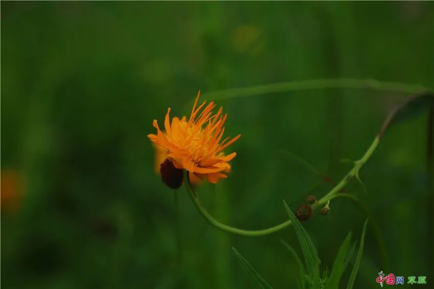 内蒙古正蓝旗金莲川草原花开如海盛邀你来