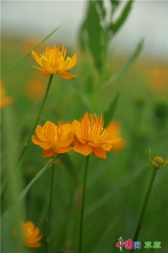 内蒙古正蓝旗金莲川草原花开如海盛邀你来