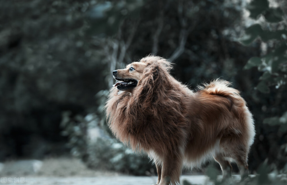 中华田园犬有什么优点 明明聪明又可爱 为什么一直被歧视 腾讯新闻