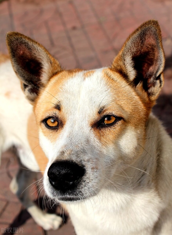 中华田园犬有什么优点 明明聪明又可爱 为什么一直被歧视 腾讯新闻