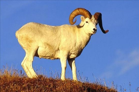 雄性去势后能活更长奥塔哥大学研究该机制或许也适用于人