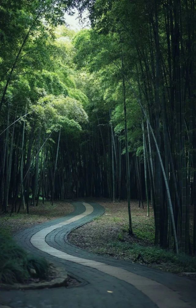 竹,最高境界的风骨